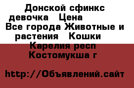 Донской сфинкс девочка › Цена ­ 15 000 - Все города Животные и растения » Кошки   . Карелия респ.,Костомукша г.